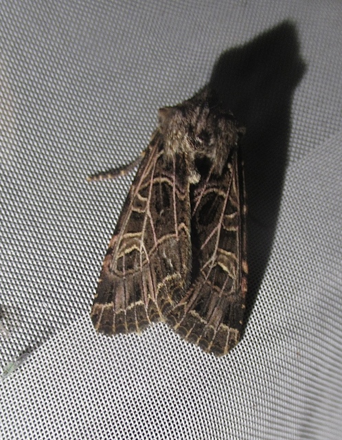 Heliophobus reticulata - fehéreres kertibagoly