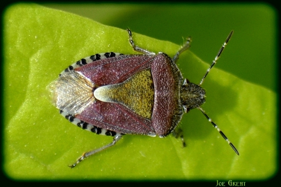 Dolycoris baccarum - közönséges bogyómászó-poloska