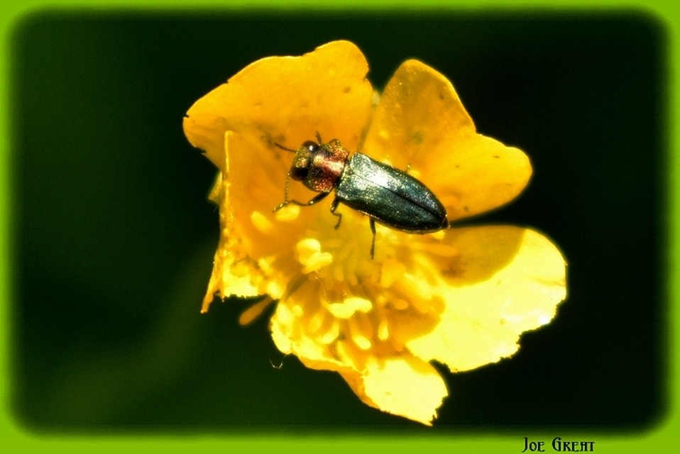 Anthaxia signaticollis - keleti virágdíszbogár
