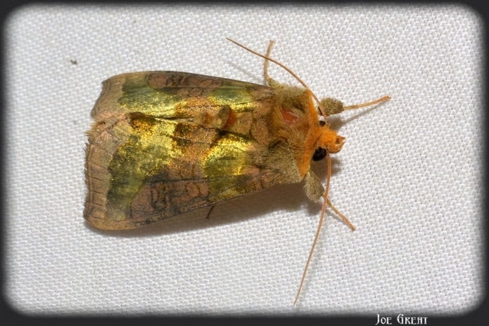 Diachrysia chrysitis - aranybagoly