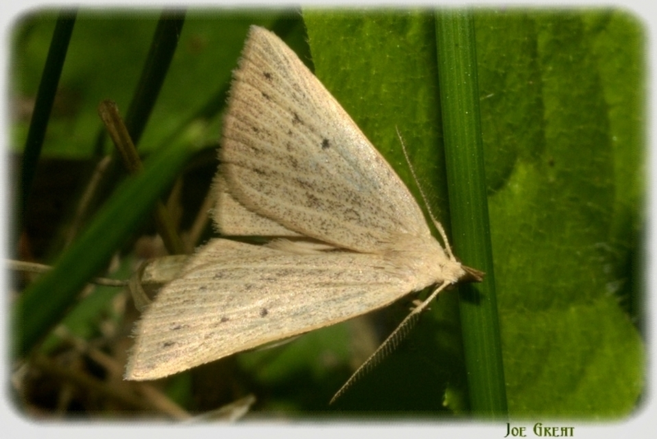 Macrochilo cribrumalis - csontszínű karcsúbagoly