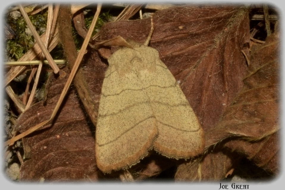 Charanyca trigrammica - háromsávos lombbagoly