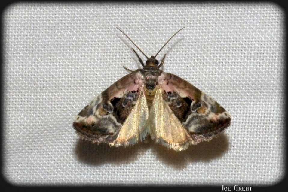 Hapalotis venustula - rózsaszínű mázasbagoly
