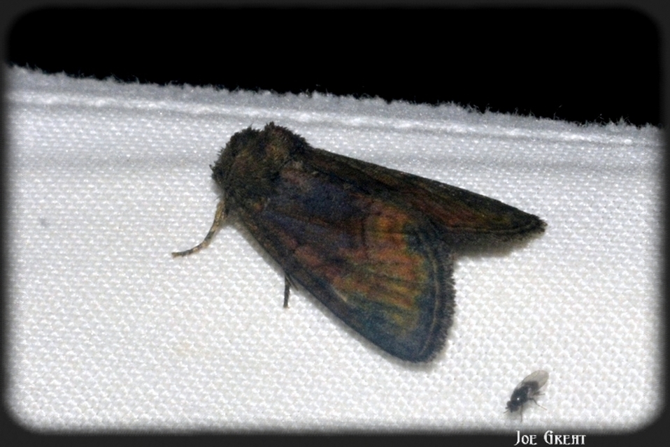 Oligia strigilis/latruncula/versicolor