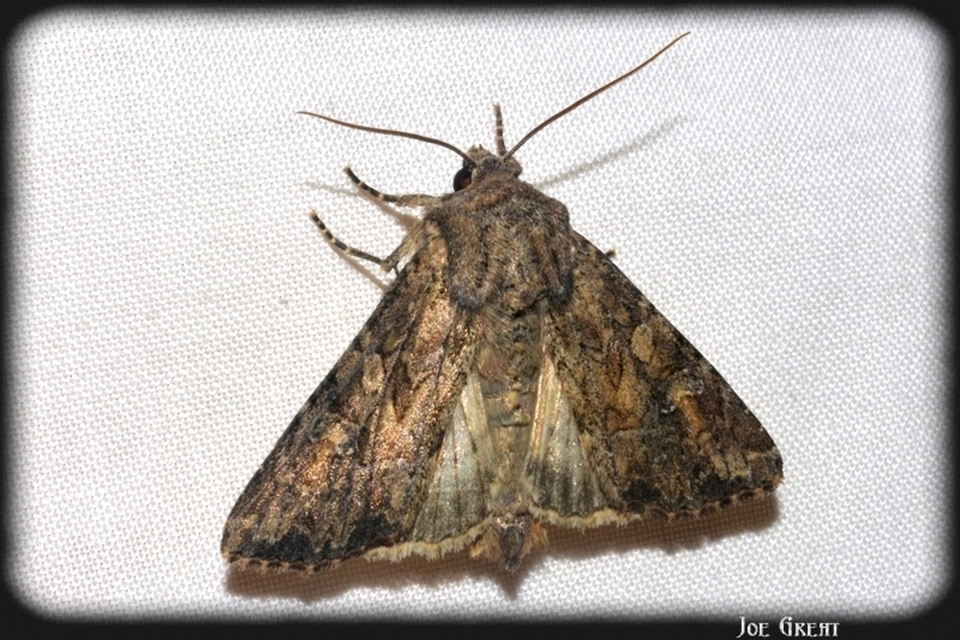 Hadula trifolii - lóherebagoly