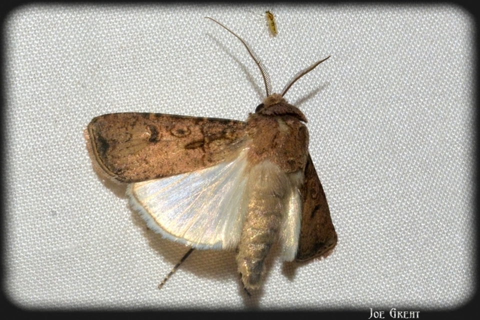 Agrotis segetum - vetési földibagoly