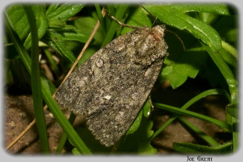 Acronicta rumicis - sóska-szigonyosbagoly