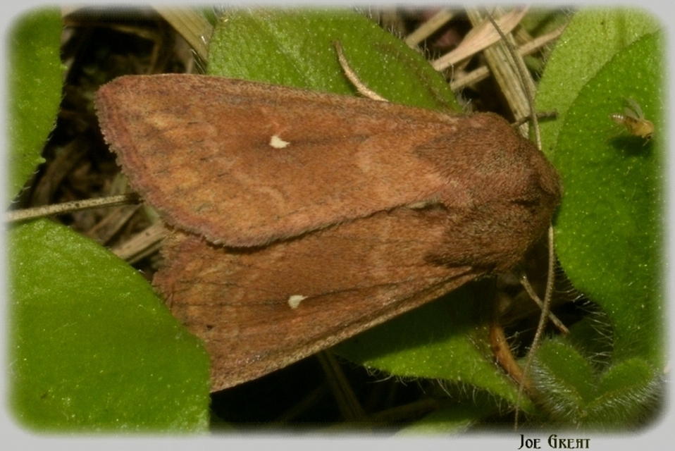 Mythimna albipuncta - fehérpettyes rétibagoly