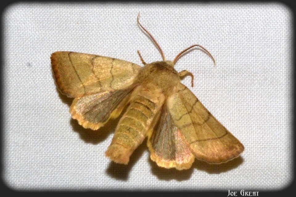 Charanyca trigrammica - háromsávos lombbagoly