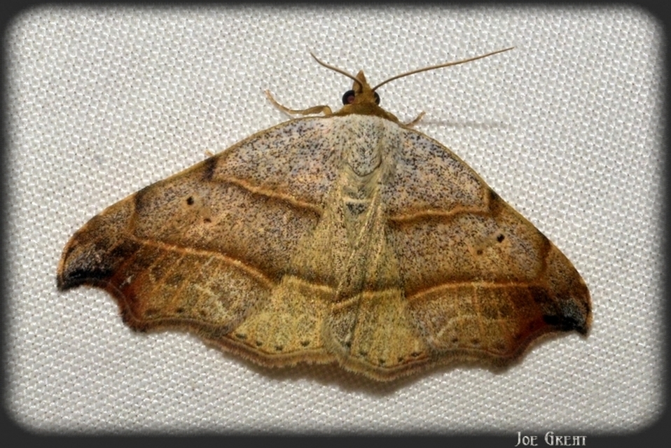 Laspeyria flexula - zuzmóbagoly