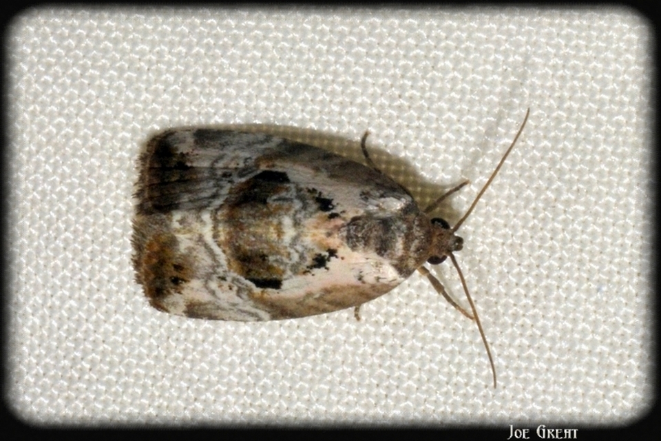 Hapalotis venustula - rózsaszínű mázasbagoly