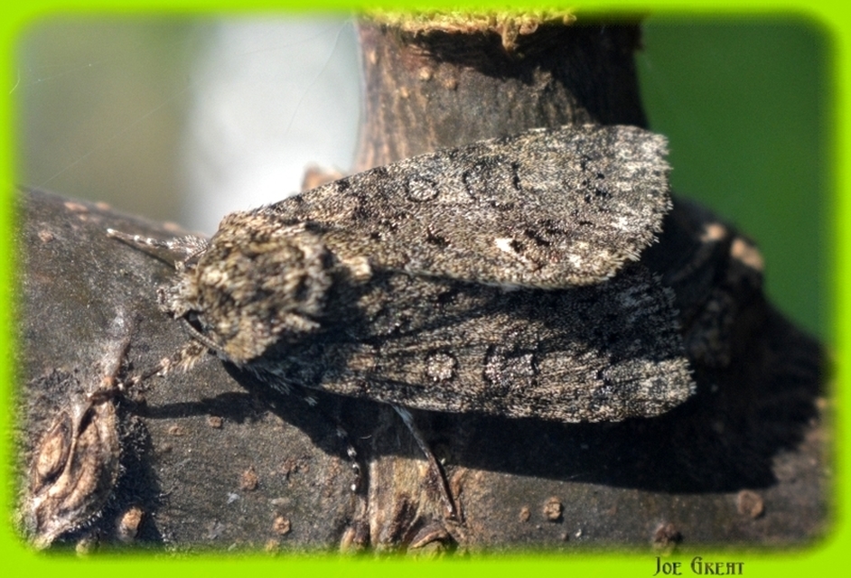 Acronicta rumicis - sóska-szigonyosbagoly