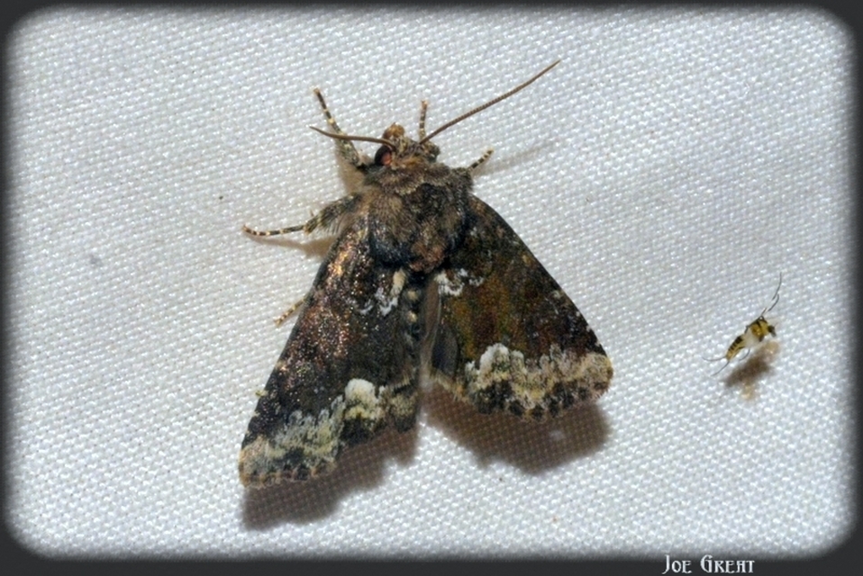 Oligia strigilis - kormos dudvabagoly