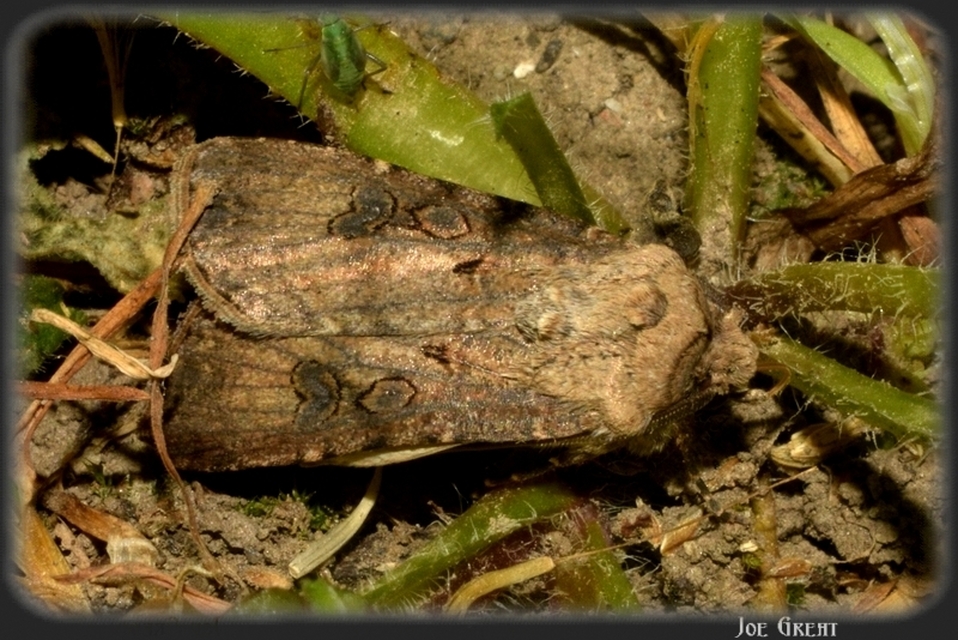 Agrotis segetum - vetési földibagoly