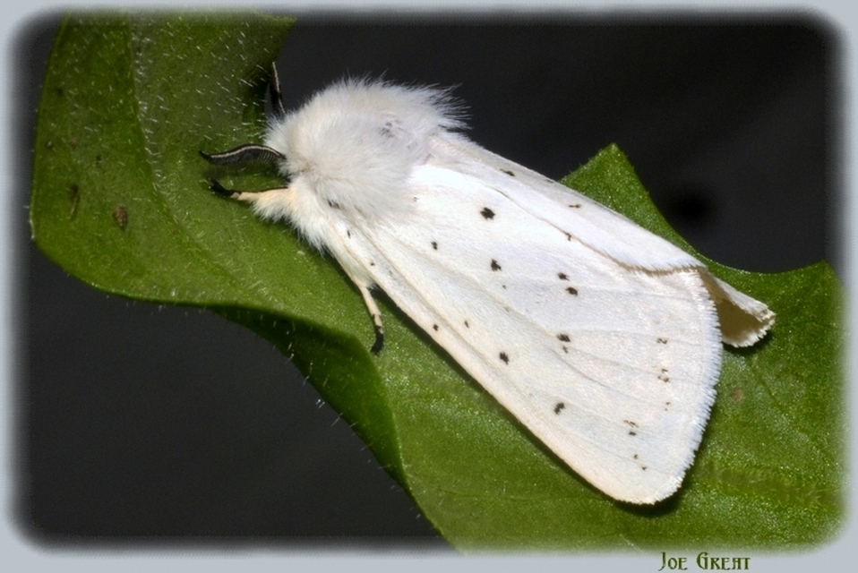 Spilosoma lubricipedum - tejszínű medvelepke