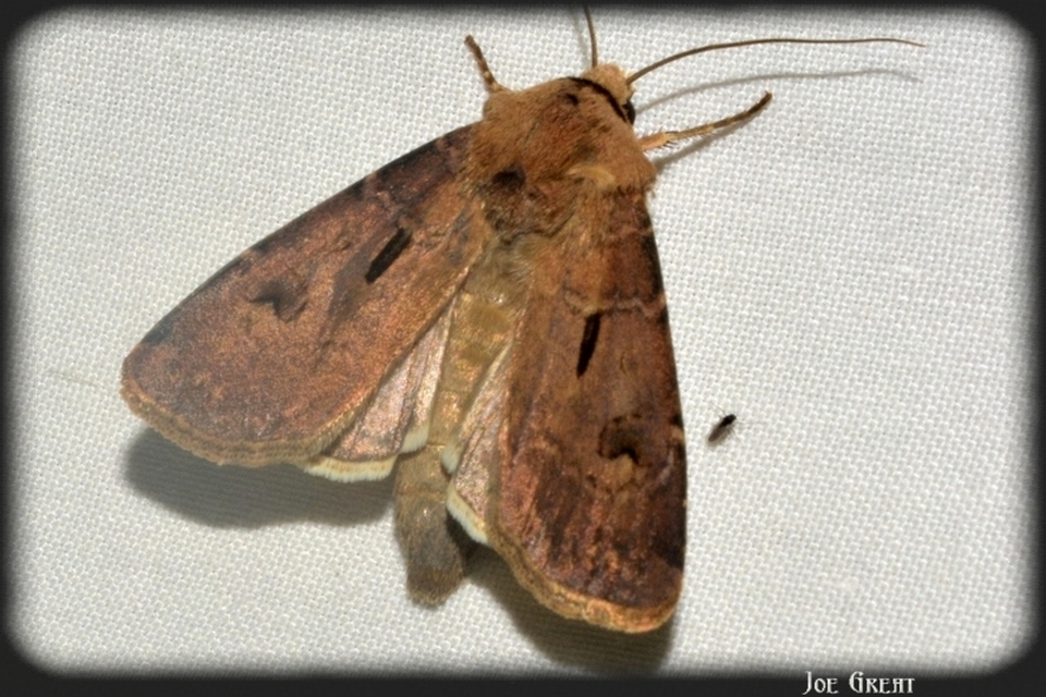 Agrotis exclamationis - felkiáltójeles földibagoly