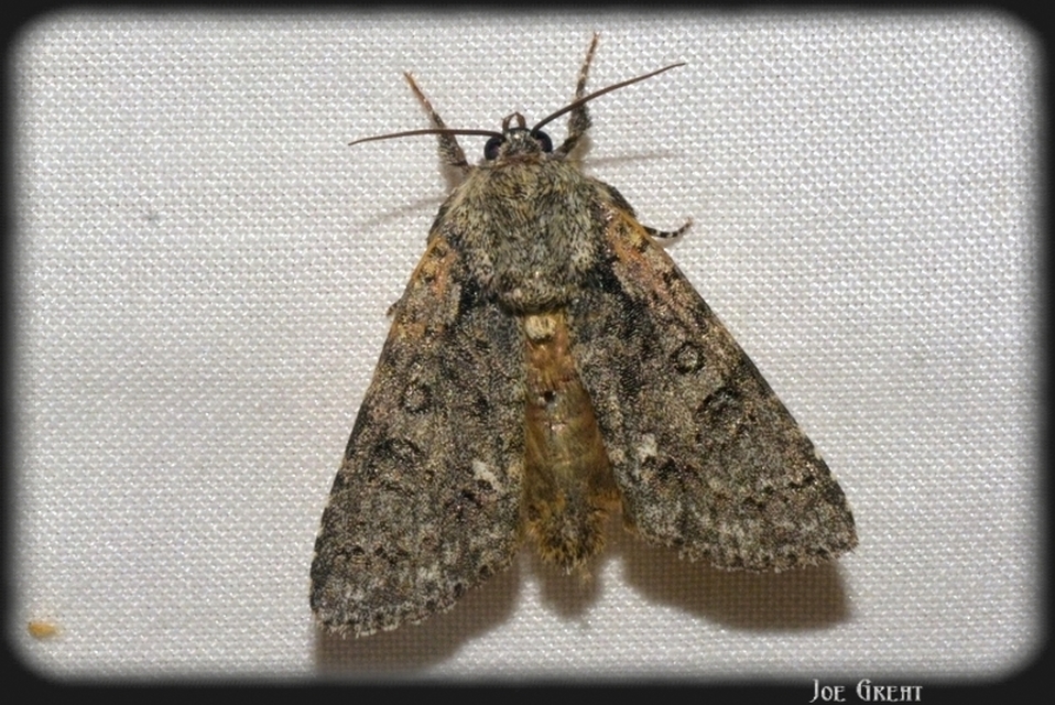 Acronicta rumicis - sóska-szigonyosbagoly
