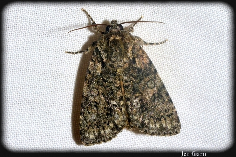Acronicta rumicis - sóska-szigonyosbagoly