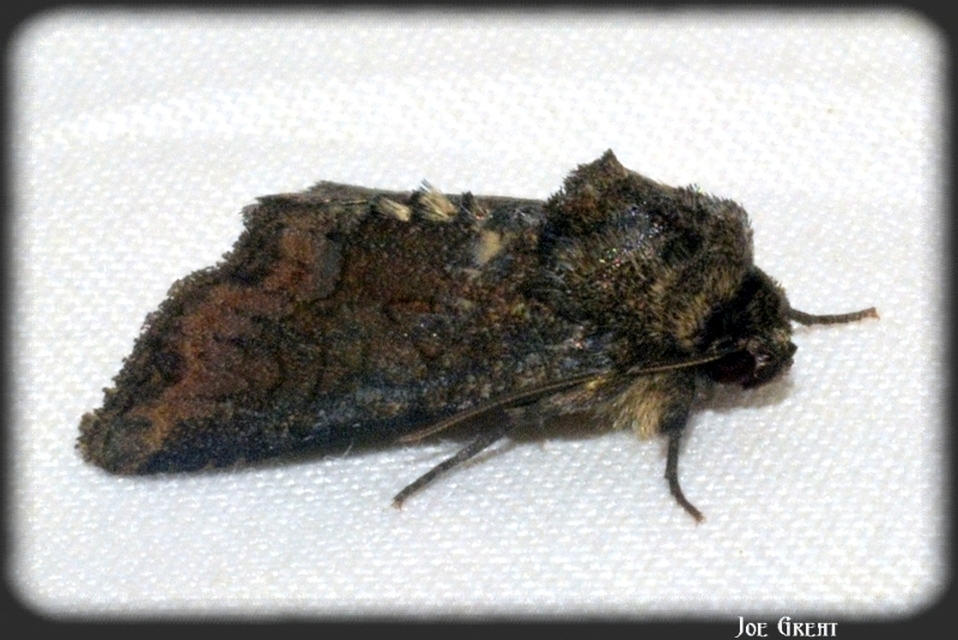 Oligia strigilis - kormos dudvabagoly