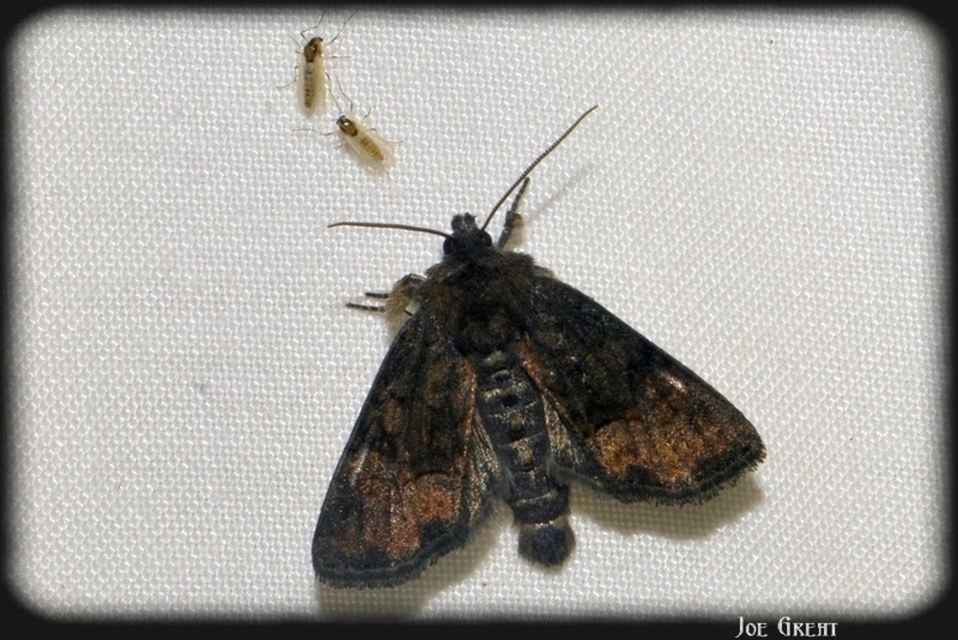 Oligia strigilis/latruncula/versicolor