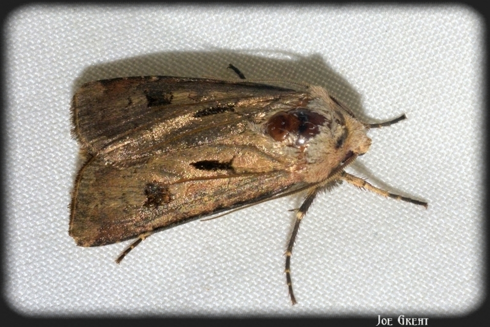 Agrotis exclamationis - felkiáltójeles földibagoly