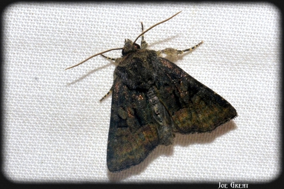 Oligia strigilis/latruncula/versicolor