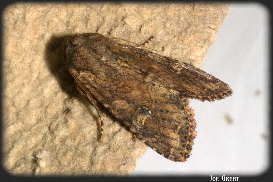 Apamea sordens - kalászrágó dudvabagoly