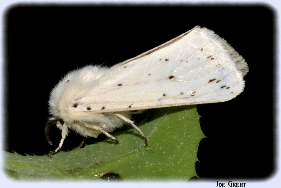 Spilosoma lubricipedum - tejszínű medvelepke