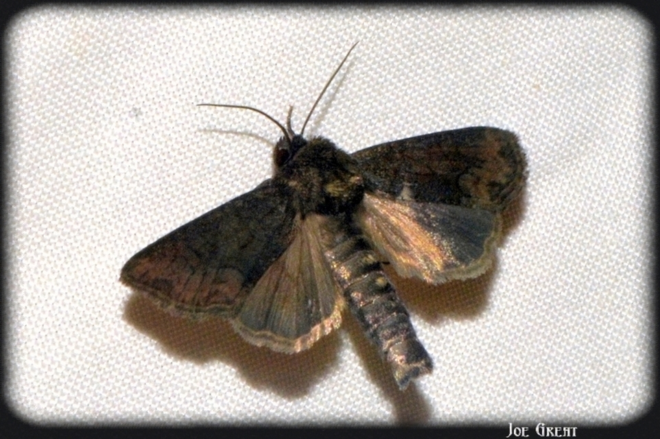 Oligia strigilis - kormos dudvabagoly