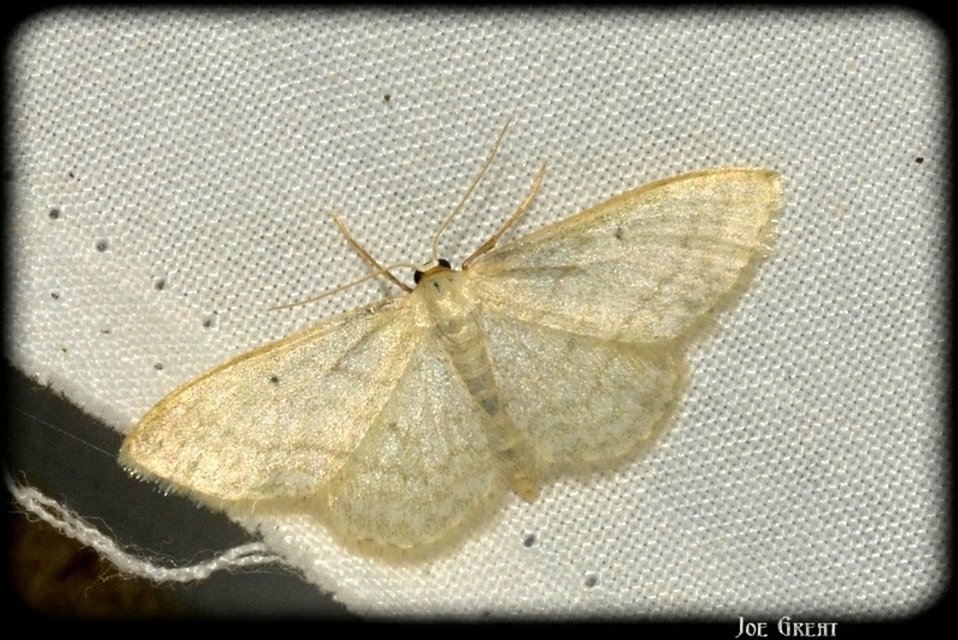Idaea subsericeata - ötvonalas apróaraszoló