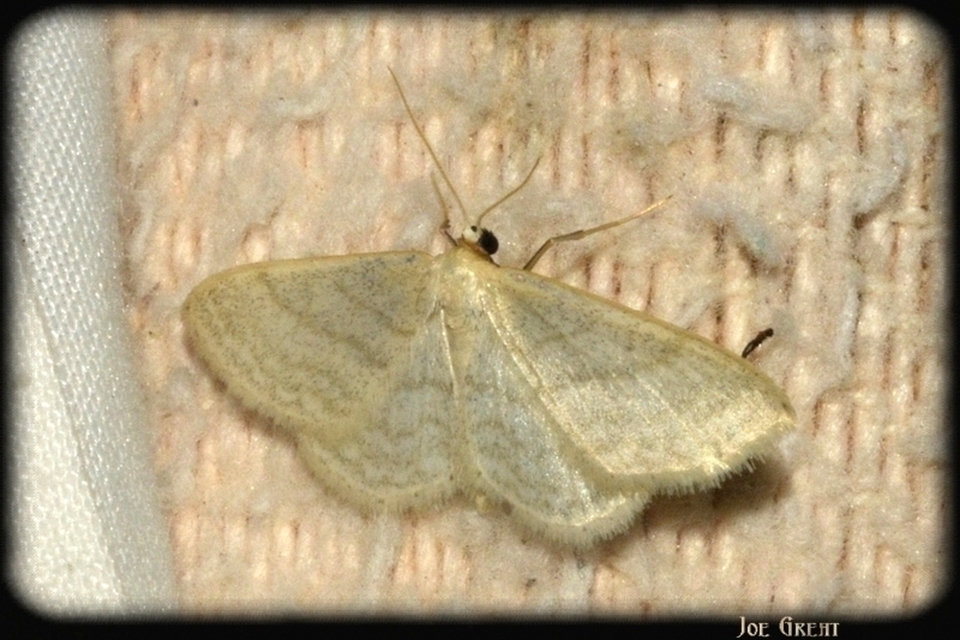 Idaea subsericeata - ötvonalas apróaraszoló