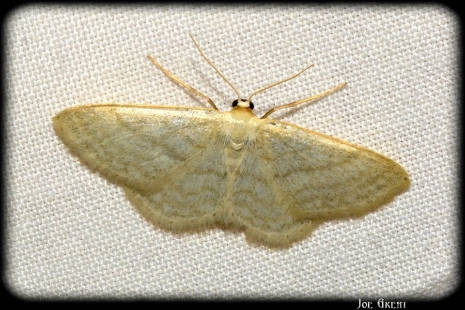 Idaea subsericeata - ötvonalas apróaraszoló