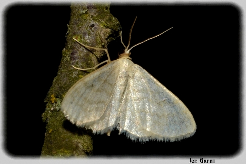Idaea subsericeata - ötvonalas apróaraszoló