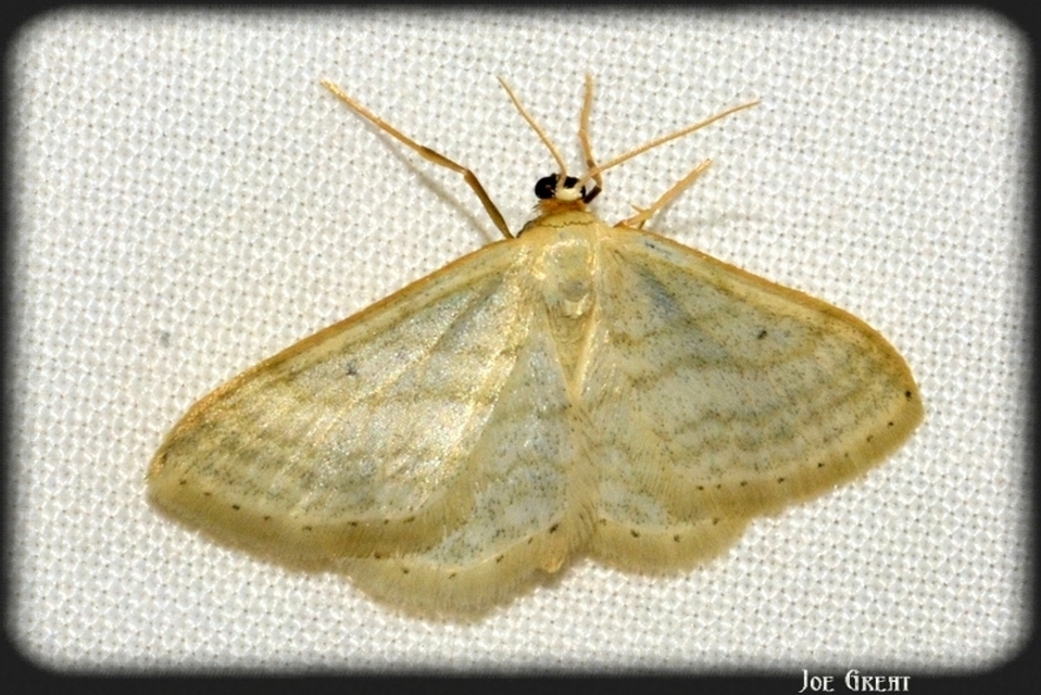 Idaea subsericeata - ötvonalas apróaraszoló