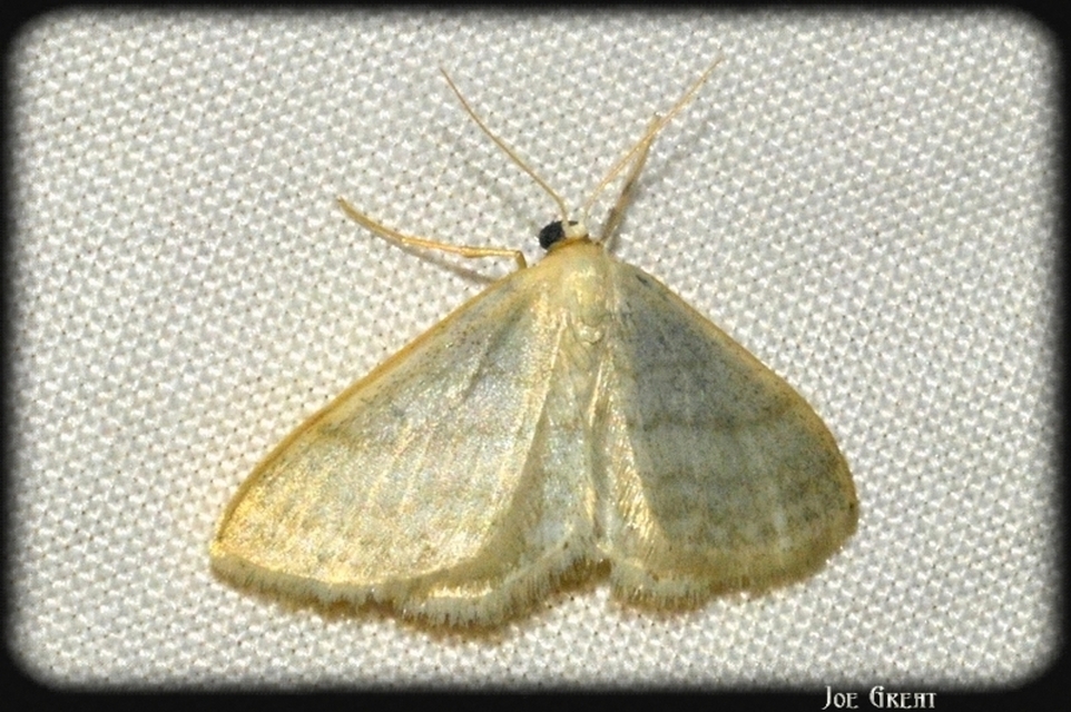 Idaea subsericeata - ötvonalas apróaraszoló