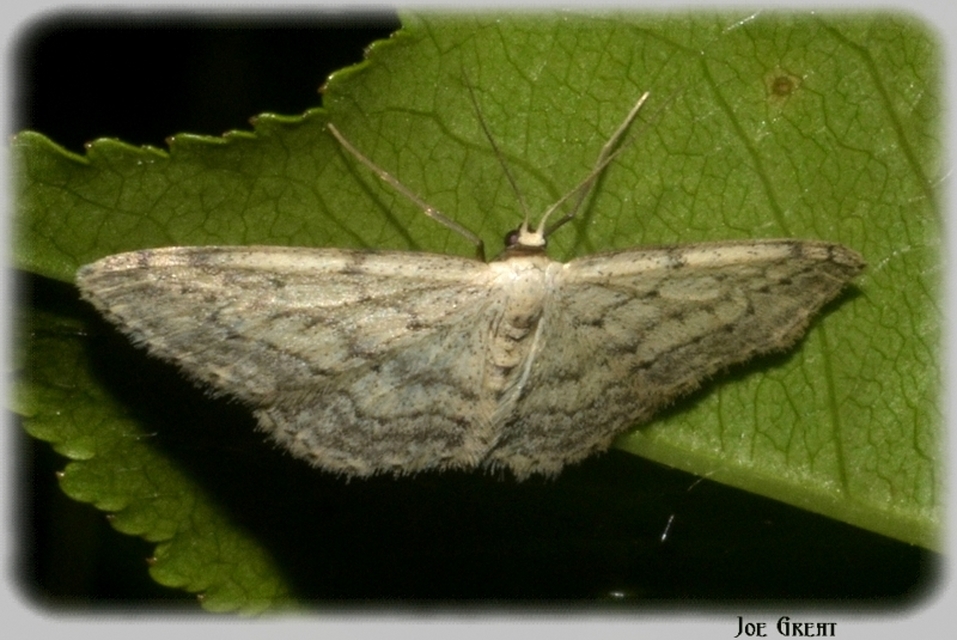 Idaea seriata - szürke apróaraszoló