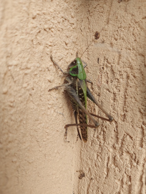Decticus verrucivorus - szemölcsevő szöcske