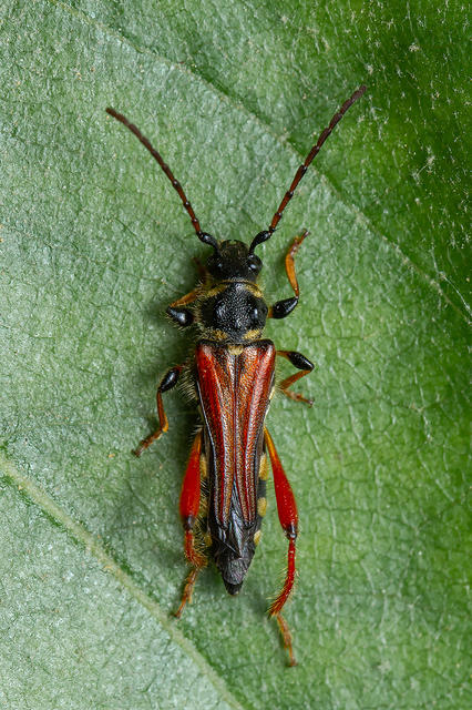 Stenopterus rufus - tarkacsápú keskenyfedőscincér
