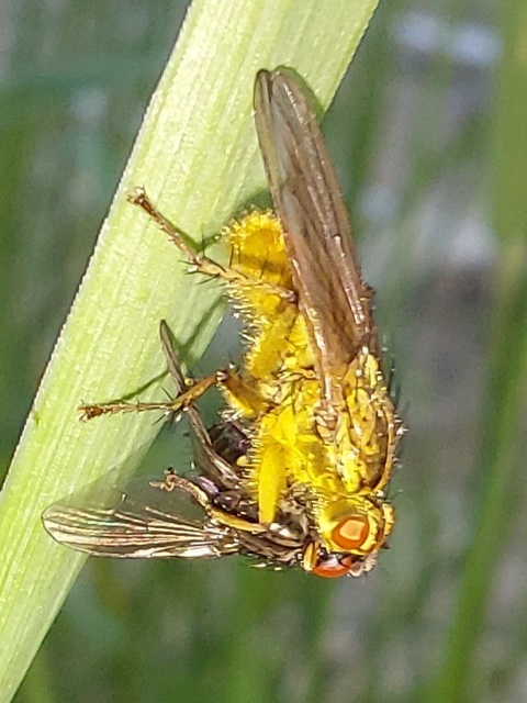 Scathophaga stercoraria - közönséges trágyalégy