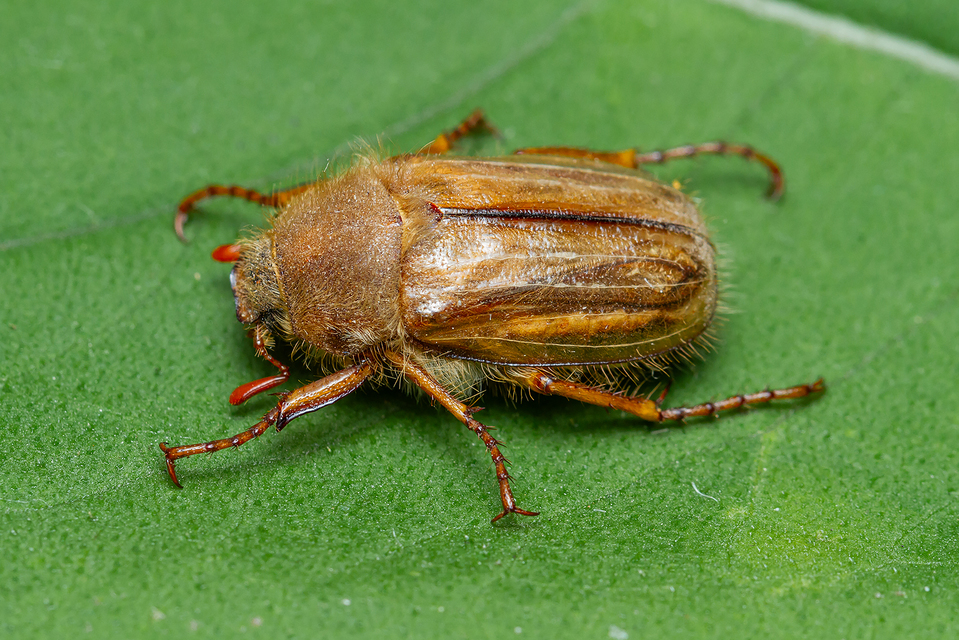 Amphimallon solstitiale - bordás sárgacserebogár