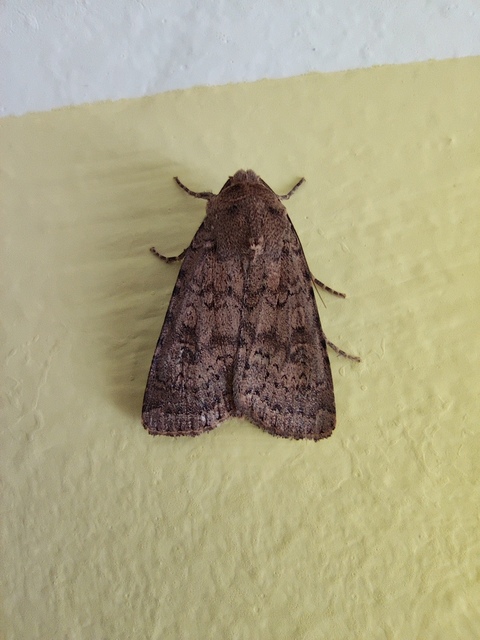 Rhyacia simulans - hamvas földibagoly