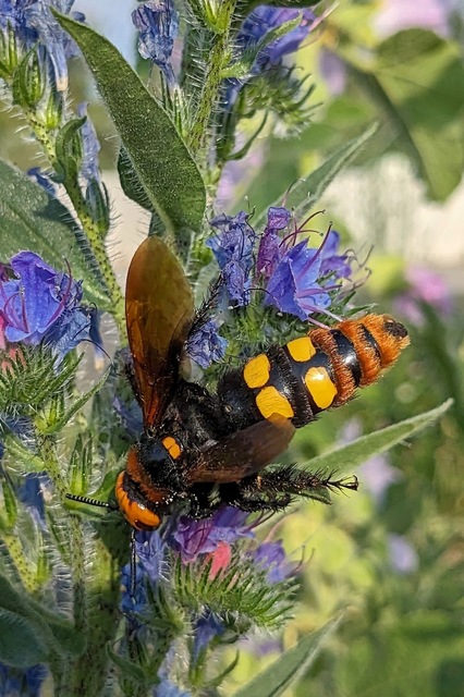 Megascolia maculata - óriás-tőrösdarázs