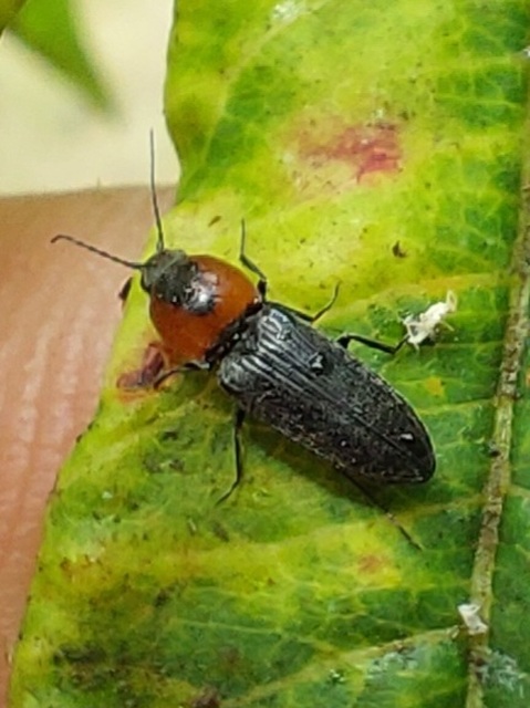Cardiophorus discicollis - korongfoltos szívespattanó