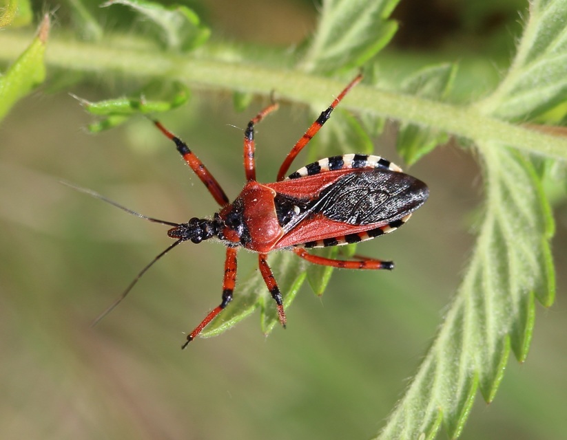 Rhynocoris iracundus - közönséges gyilkospoloska