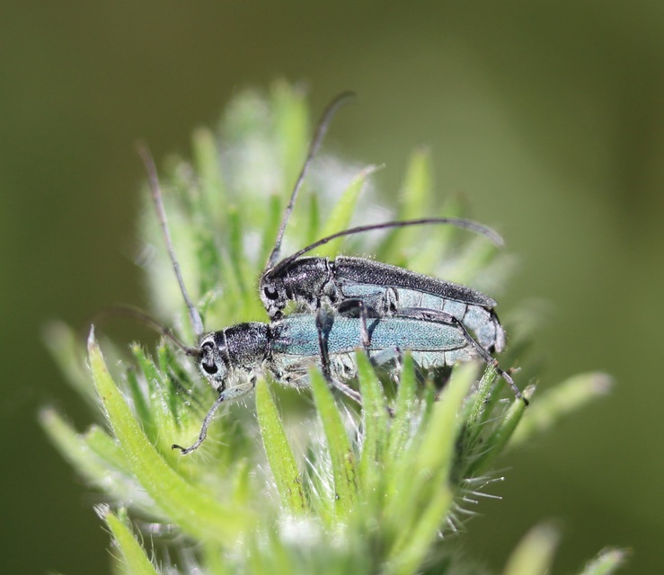 Phytoecia coerulescens - kígyósziszcincér