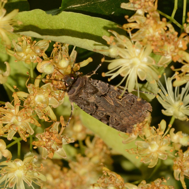 Chersotis rectangula - barna földibagoly