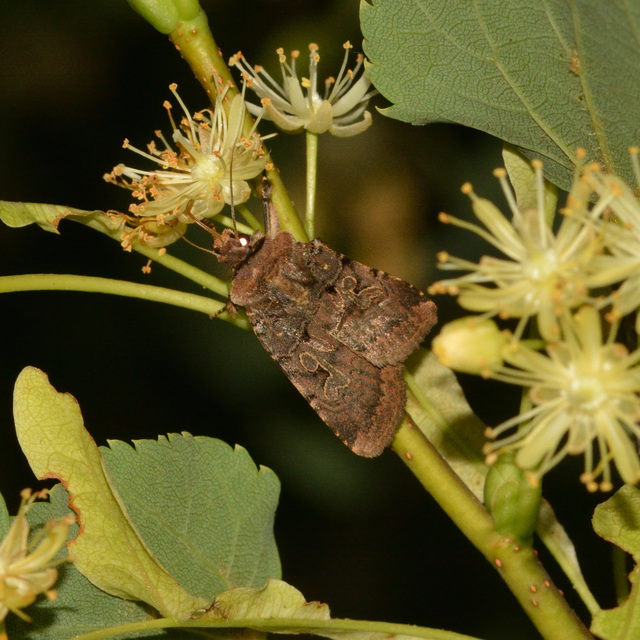Chersotis rectangula - barna földibagoly