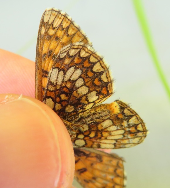 Melitaea aurelia - recés tarkalepke