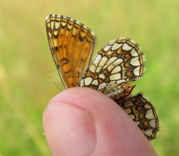 Melitaea aurelia - recés tarkalepke
