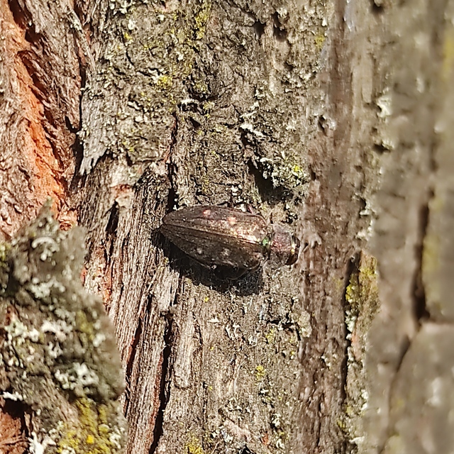 Chrysobothris affinis - aranypettyes díszbogár